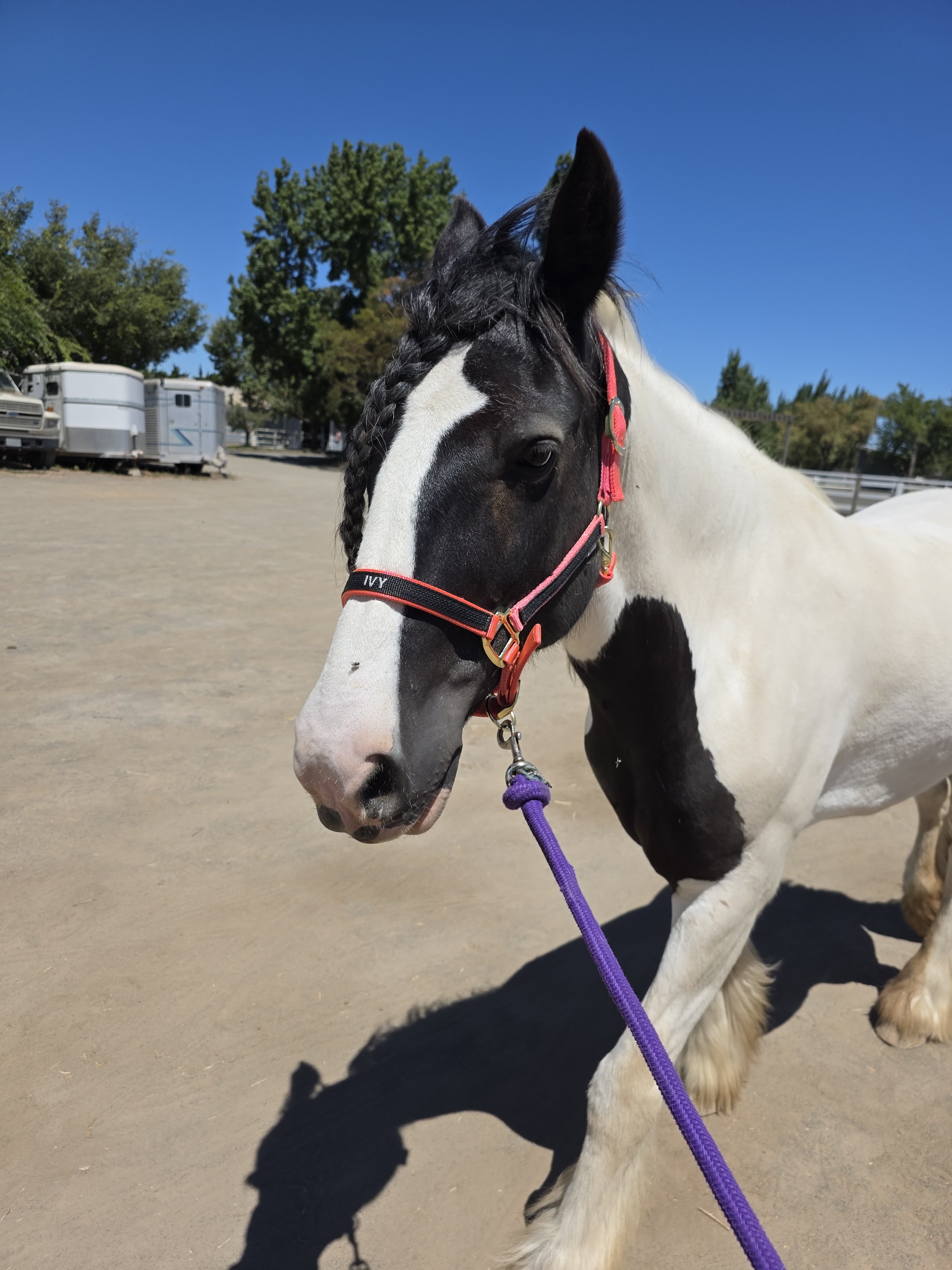 Close-up of a black and white horse wearing a brightly colored halter and walking on a dirt surface with trees and horse trailers in the background under a clear blue sky.